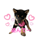 愛犬豆柴サラ〜日常使い〜（個別スタンプ：1）