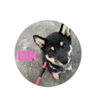 愛犬豆柴サラ〜日常使い〜（個別スタンプ：4）