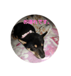 愛犬豆柴サラ〜日常使い〜（個別スタンプ：5）