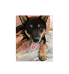 愛犬豆柴サラ〜日常使い〜（個別スタンプ：6）