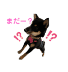 愛犬豆柴サラ〜日常使い〜（個別スタンプ：8）