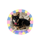 愛犬豆柴サラ〜日常使い〜（個別スタンプ：9）