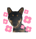 愛犬豆柴サラ〜日常使い〜（個別スタンプ：10）