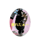 愛犬豆柴サラ〜日常使い〜（個別スタンプ：13）
