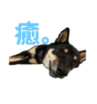 愛犬豆柴サラ〜日常使い〜（個別スタンプ：14）