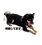 愛犬豆柴サラ〜日常使い〜（個別スタンプ：15）