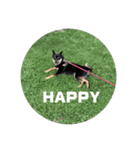 愛犬豆柴サラ〜日常使い〜（個別スタンプ：16）