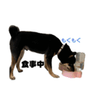 愛犬豆柴サラ〜日常使い〜（個別スタンプ：17）
