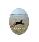 愛犬豆柴サラ〜日常使い〜（個別スタンプ：18）