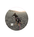 愛犬豆柴サラ〜日常使い〜（個別スタンプ：19）