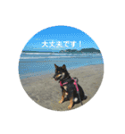 愛犬豆柴サラ〜日常使い〜（個別スタンプ：21）