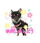 愛犬豆柴サラ〜日常使い〜（個別スタンプ：22）