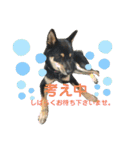 愛犬豆柴サラ〜日常使い〜（個別スタンプ：23）
