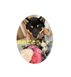 愛犬豆柴サラ〜日常使い〜（個別スタンプ：24）