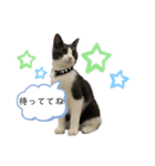 ハチワレ 猫 クレア2（個別スタンプ：7）