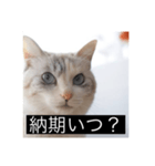 三匹のねこの日常 商談編（個別スタンプ：1）