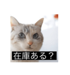 三匹のねこの日常 商談編（個別スタンプ：2）