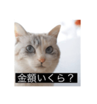 三匹のねこの日常 商談編（個別スタンプ：4）