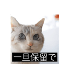 三匹のねこの日常 商談編（個別スタンプ：5）