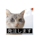 三匹のねこの日常 商談編（個別スタンプ：6）