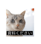 三匹のねこの日常 商談編（個別スタンプ：7）