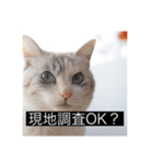 三匹のねこの日常 商談編（個別スタンプ：8）