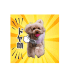 くーちゃんスタンプ(トイプードル)（個別スタンプ：1）