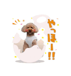くーちゃんスタンプ(トイプードル)（個別スタンプ：3）