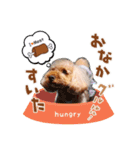 くーちゃんスタンプ(トイプードル)（個別スタンプ：4）