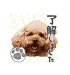 くーちゃんスタンプ(トイプードル)（個別スタンプ：6）