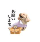 くーちゃんスタンプ(トイプードル)（個別スタンプ：8）