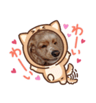 アメリカンコッカー☆（個別スタンプ：13）