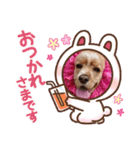 アメリカンコッカー☆（個別スタンプ：15）