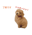 トイプーLALAさん（個別スタンプ：1）