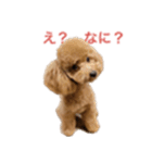 トイプーLALAさん（個別スタンプ：2）