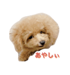 トイプーLALAさん（個別スタンプ：5）