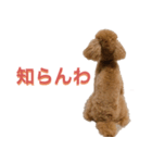 トイプーLALAさん（個別スタンプ：7）