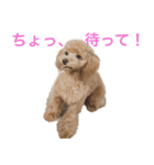 トイプーLALAさん（個別スタンプ：8）