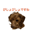 トイプーLALAさん（個別スタンプ：13）