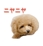 トイプーLALAさん（個別スタンプ：14）