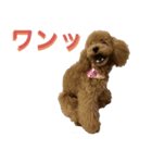 トイプーLALAさん（個別スタンプ：16）