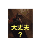 ハロウィーンスタンプ：チャビック＆カズミ（個別スタンプ：26）