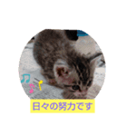 たまにはいいでしょ（個別スタンプ：1）