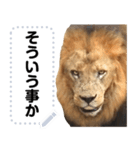 ライオンのメッセージ。ほほえみフレンズ（個別スタンプ：15）