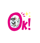 豆柴姉妹ノア＆キコのスタンプ（個別スタンプ：2）