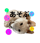 諭吉イベント（個別スタンプ：3）