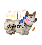 諭吉イベント（個別スタンプ：11）