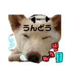 諭吉イベント（個別スタンプ：18）