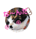 マンちゃんとサラちゃん（個別スタンプ：33）