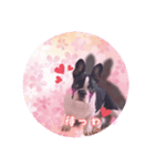 きゃぴっ。さくらでしゅっ！（個別スタンプ：6）